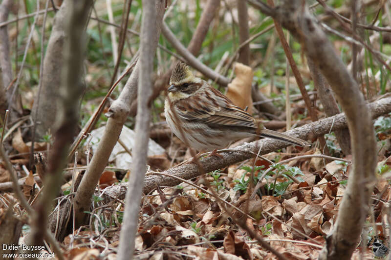 Yellow-throated Bunting female adult, identification