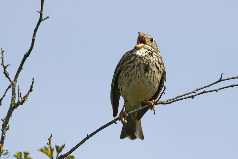 Bruant proyeradulte, chant