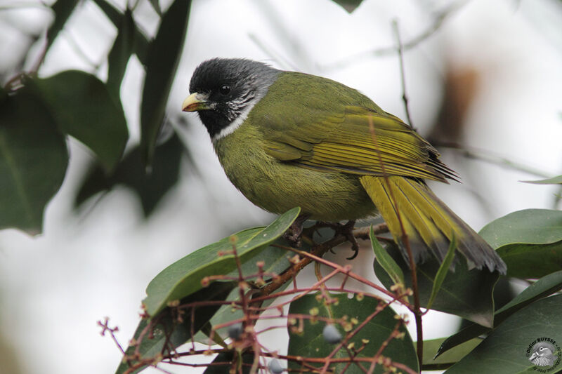 Collared Finchbilladult, identification