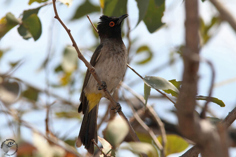 Bulbul brunoiradulte, identification