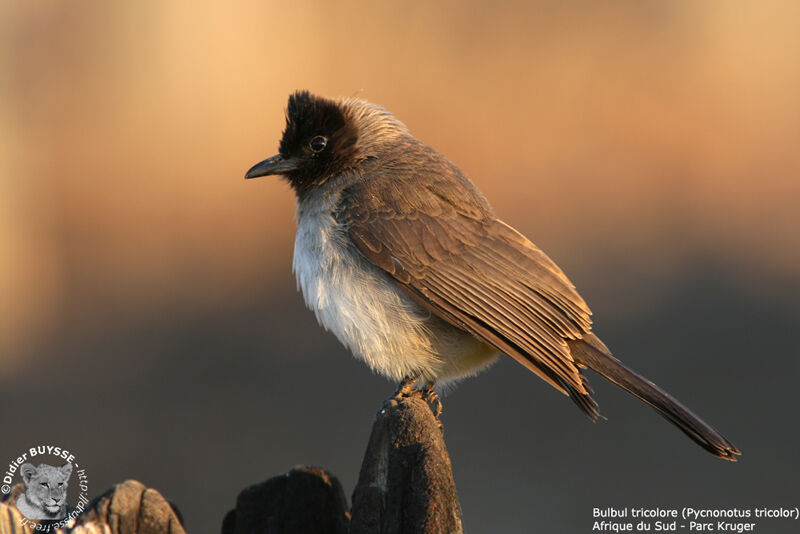 Bulbul tricolore