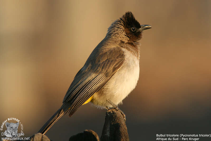 Dark-capped Bulbuladult, identification