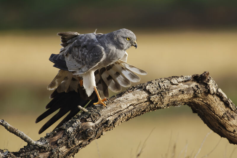 Montagu's Harrier