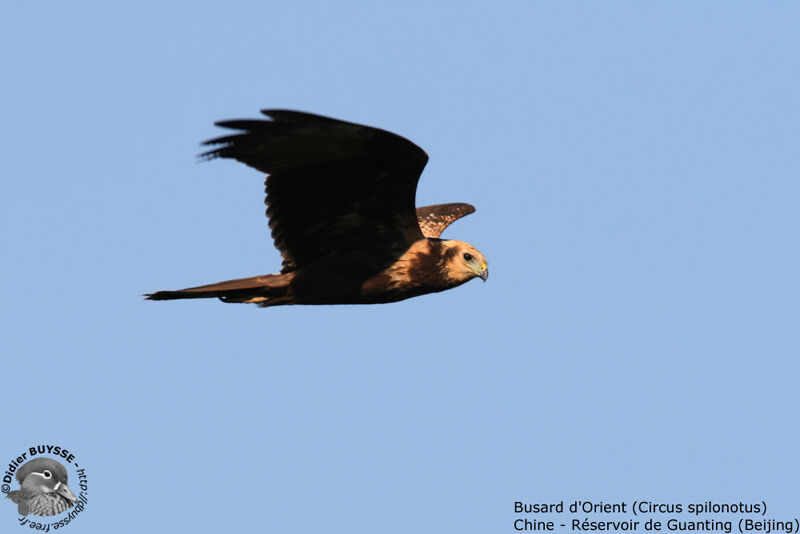 Eastern Marsh Harrieradult