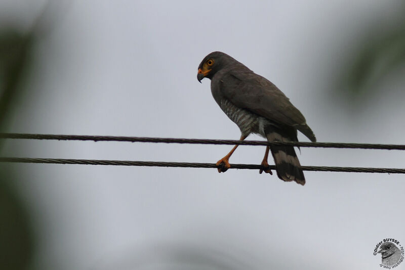 Roadside Hawkadult, identification