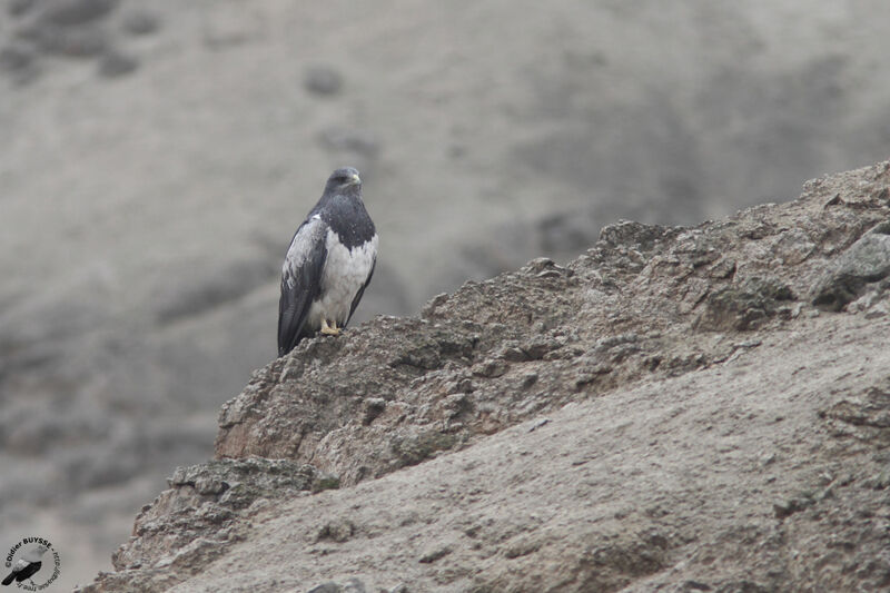 Black-chested Buzzard-Eagleadult, identification