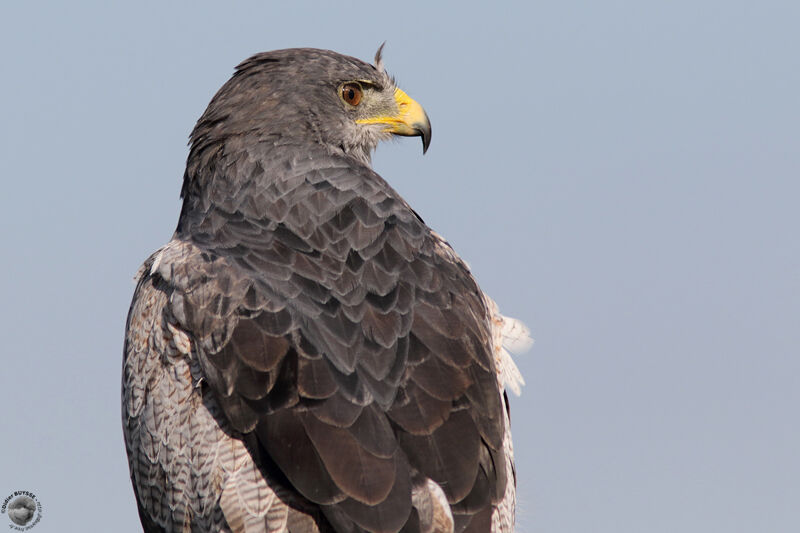 Black-chested Buzzard-Eagleadult, identification