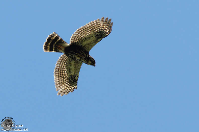 White-rumped HawkSecond year, Flight