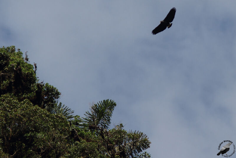 Solitary Eagle, Flight