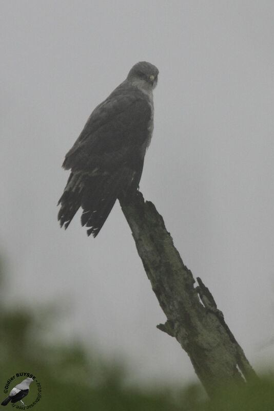 Variable Hawkadult, identification