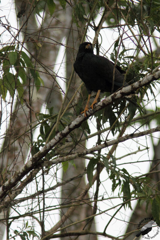 Great Black Hawkadult, identification