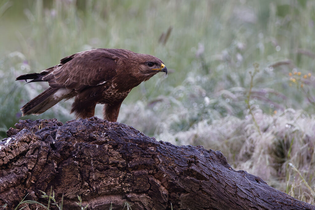 Buse variable