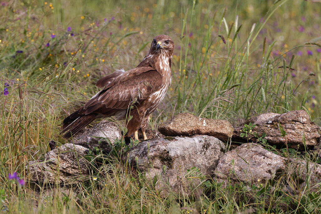 Buse variable