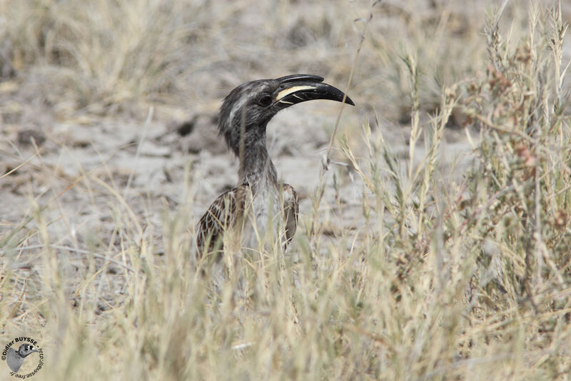 African Grey Hornbill male adult, identification