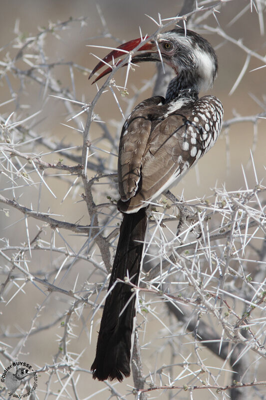 Calao d'Afrique du Sudadulte, identification