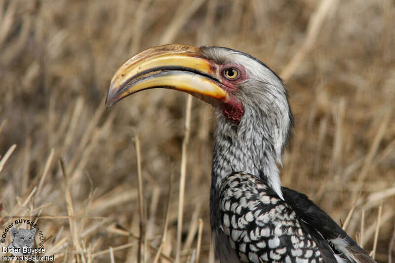 Calao leucomèle femelle adulte, portrait