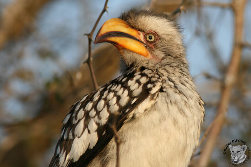 Calao leucomèle, identification