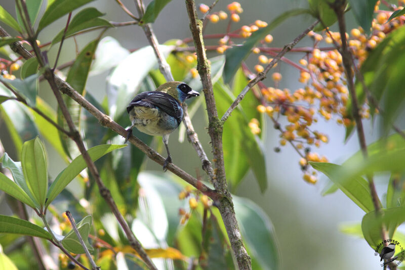 Golden-hooded Tanageradult, identification