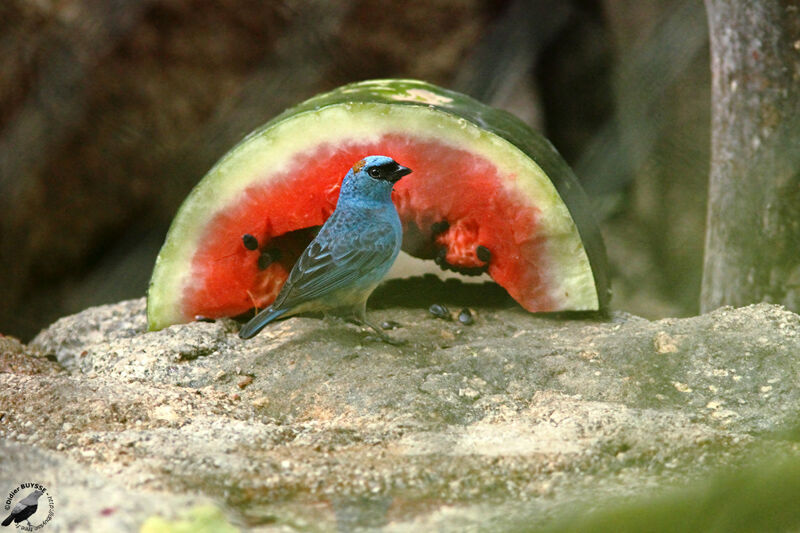 Golden-naped Tanager male adult, identification