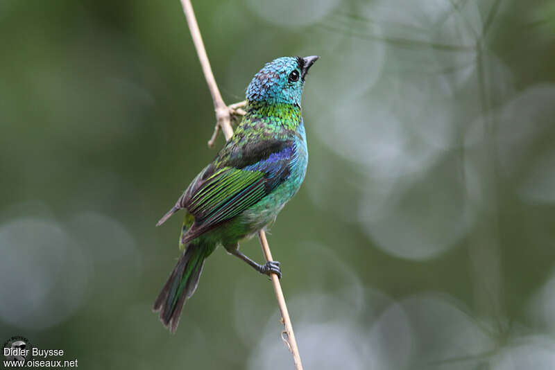 Green-headed Tanagerimmature, identification