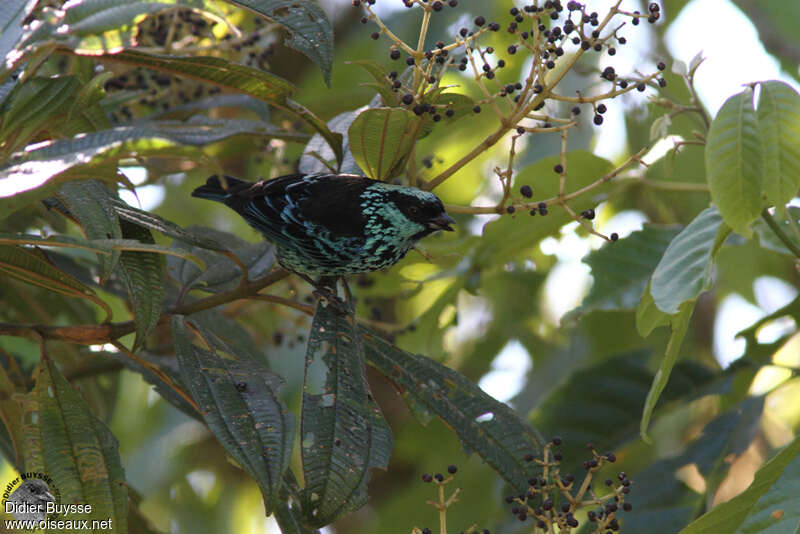 Beryl-spangled Tanageradult, identification, feeding habits