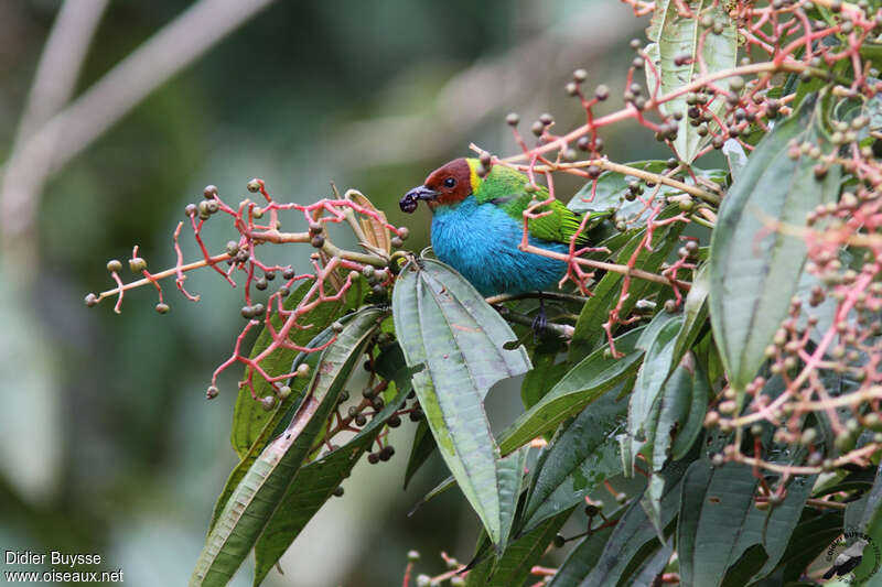 Bay-headed Tanageradult, habitat, feeding habits