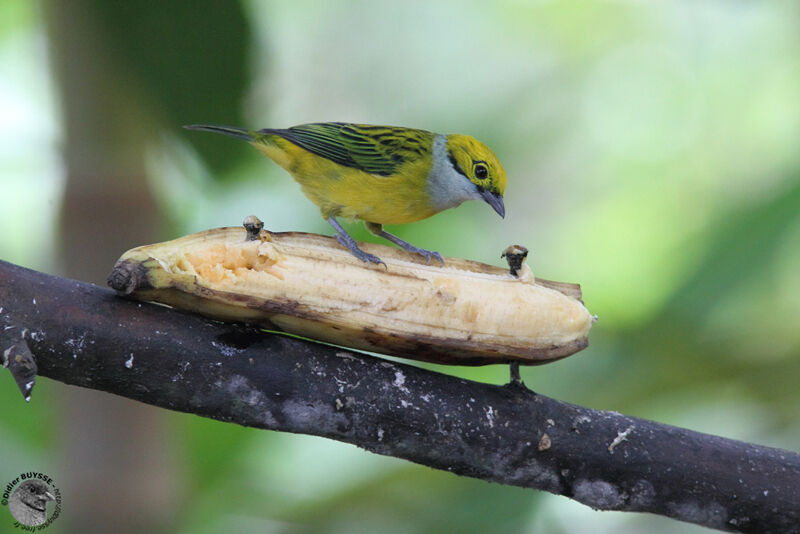 Calliste safranadulte, identification