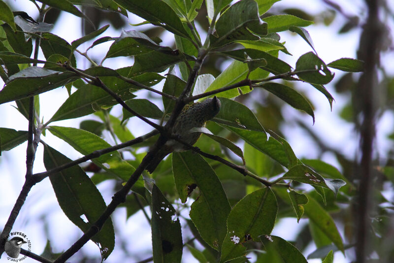 Spotted Tanageradult, identification