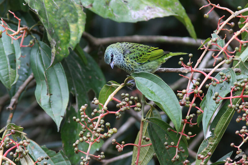 Spotted Tanageradult, identification