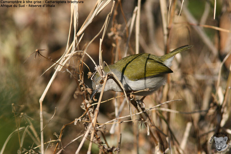 Camaroptère à tête grise, identification