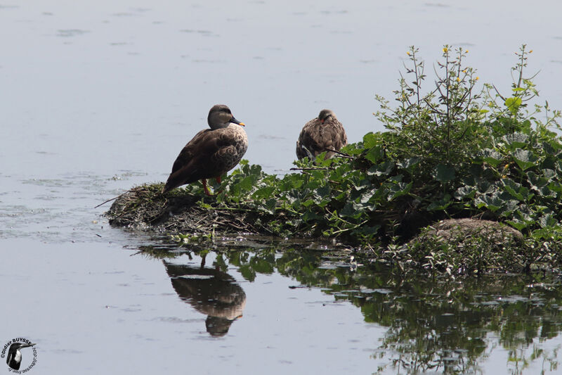 Indian Spot-billed Duckadult