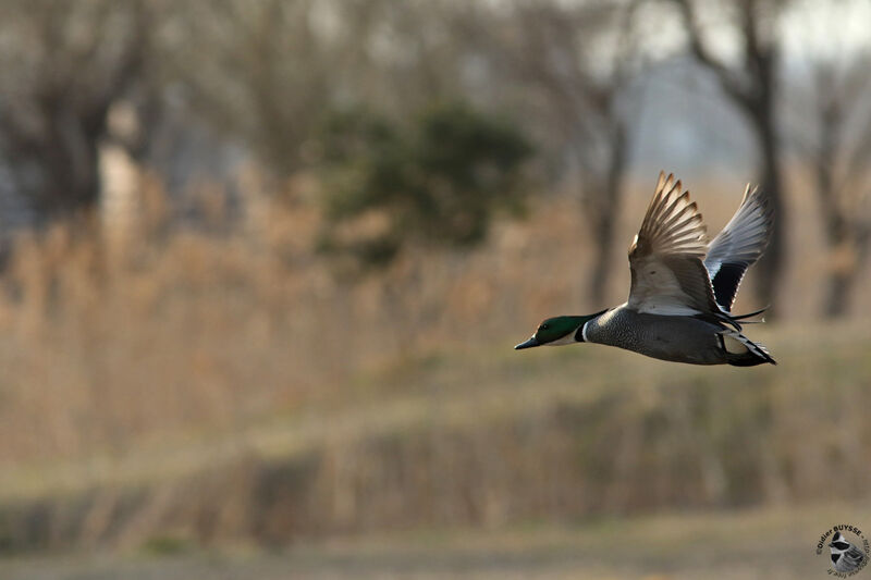 Falcated Duck male adult, Flight