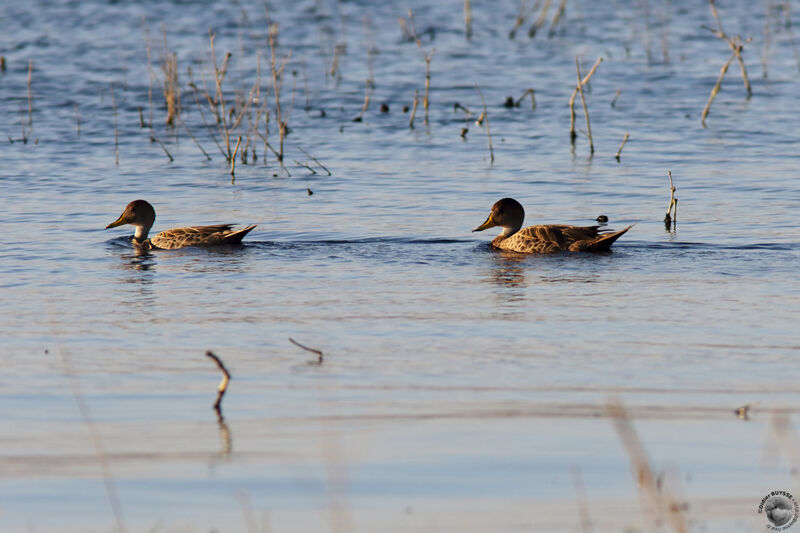 Yellow-billed Pintailadult