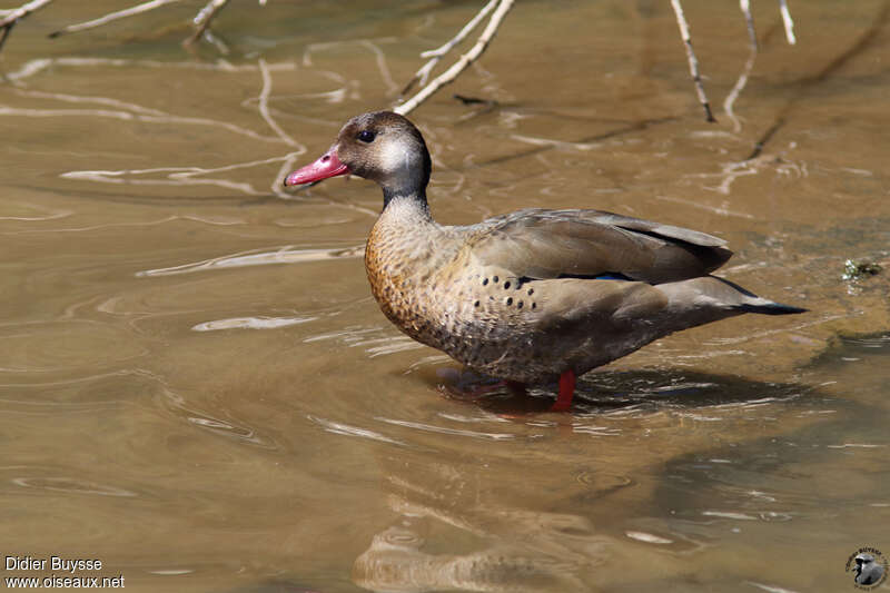 Brazilian Teal male adult, identification