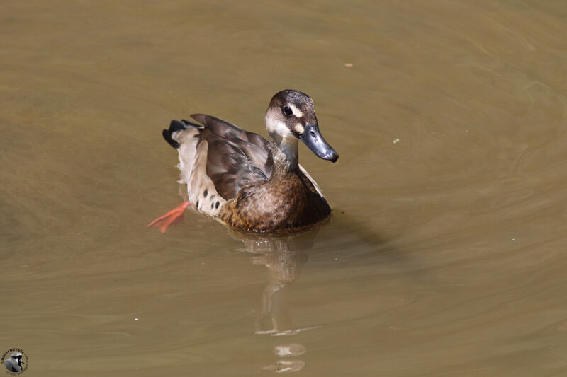 Brazilian Teal female adult, identification