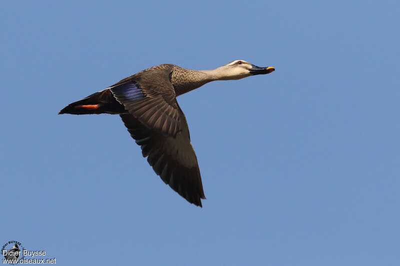 Eastern Spot-billed Duckadult, Flight