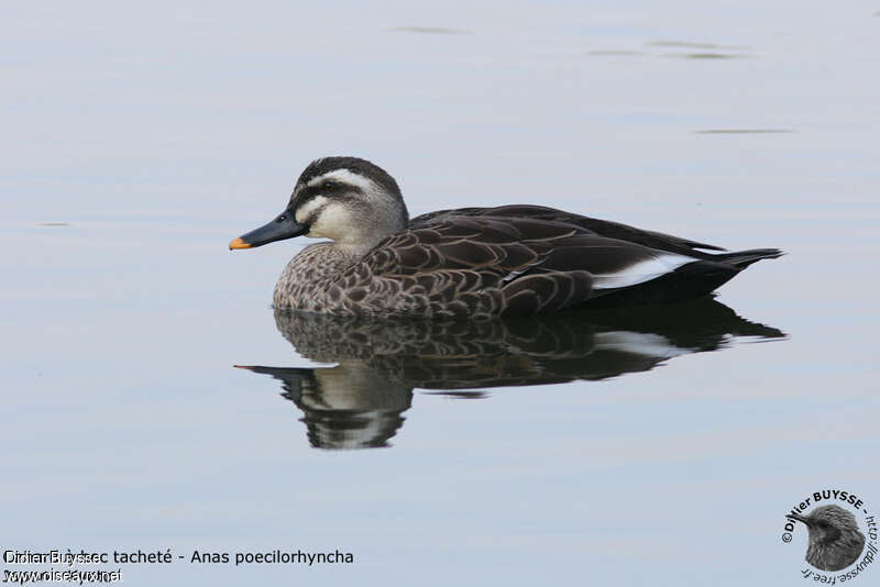 Eastern Spot-billed Duckadult, swimming