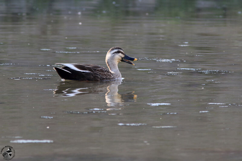 Canard de Chineadulte, identification