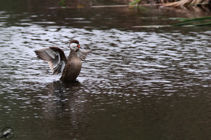 White-cheeked Pintailadult, identification