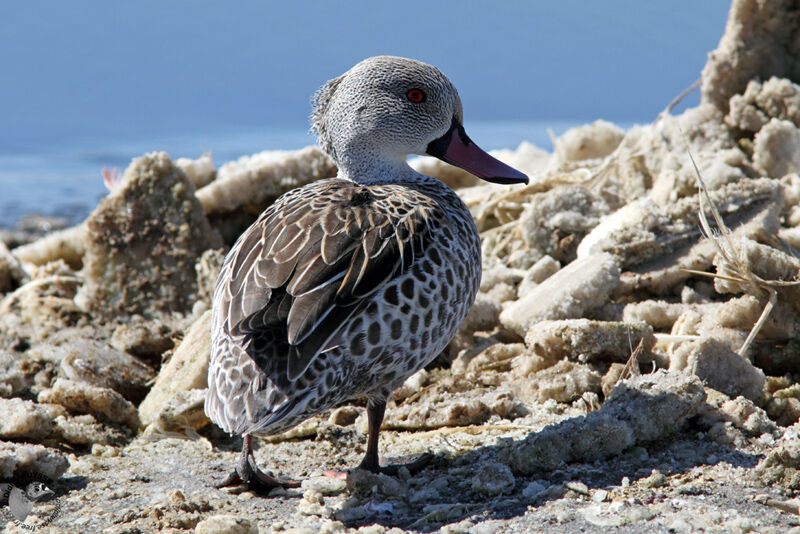 Cape Tealadult, identification