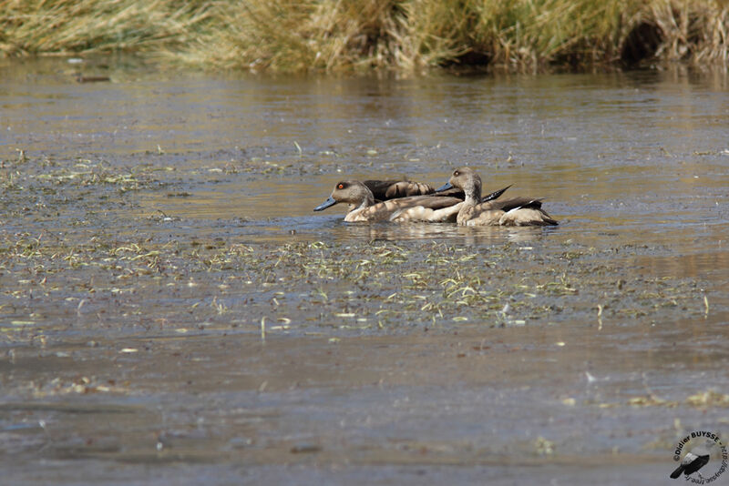 Crested Duckadult, identification