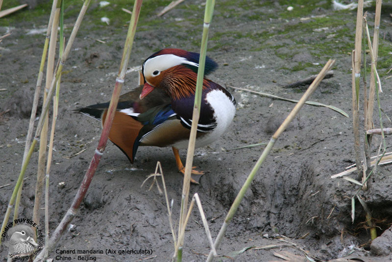 Canard mandarin mâle adulte nuptial