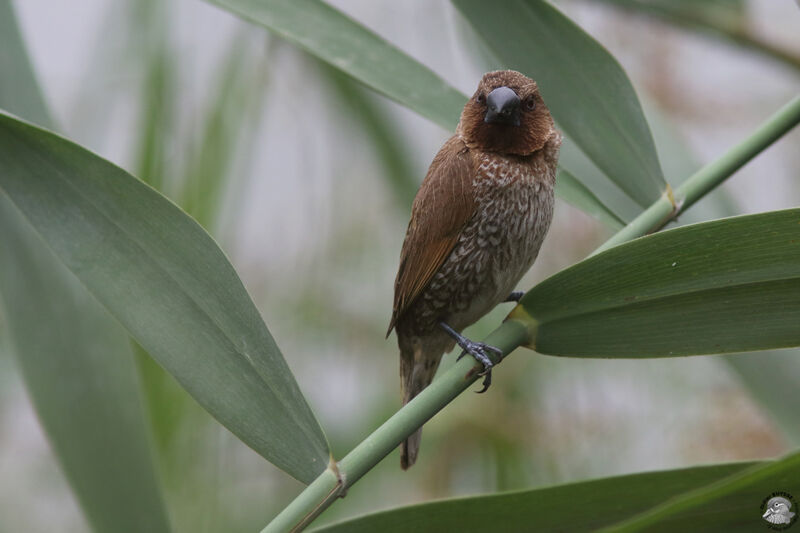 Capucin damieradulte, identification