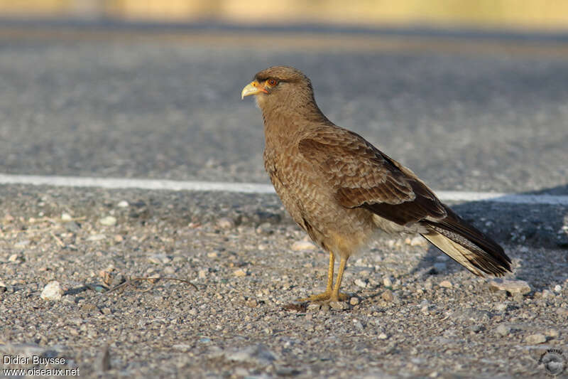 Caracara chimangoadulte, identification