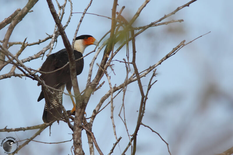 Caracara du Nordadulte, identification