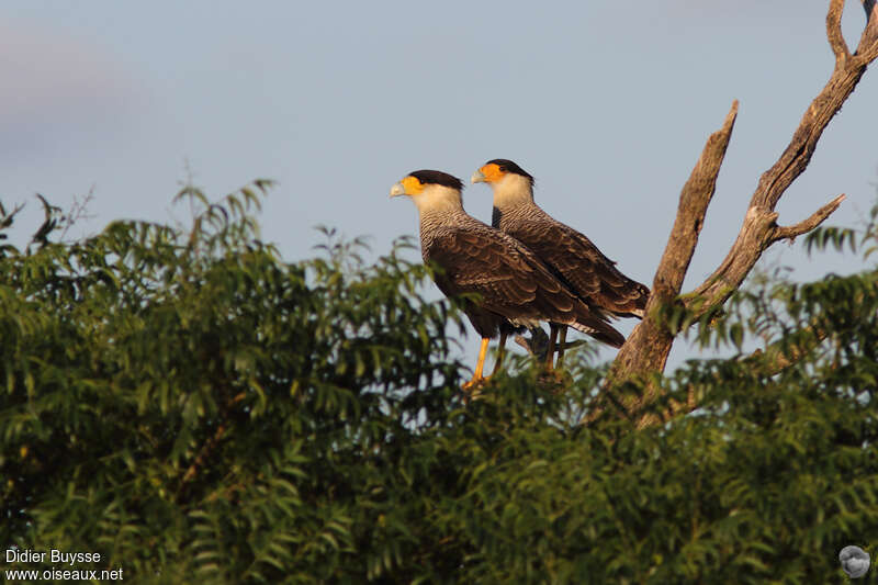 Crested Caracaraadult, Behaviour