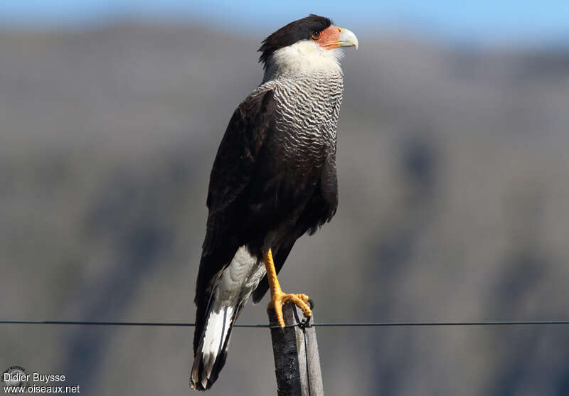 Caracara huppéadulte, identification