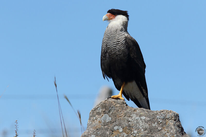 Caracara huppéadulte, identification