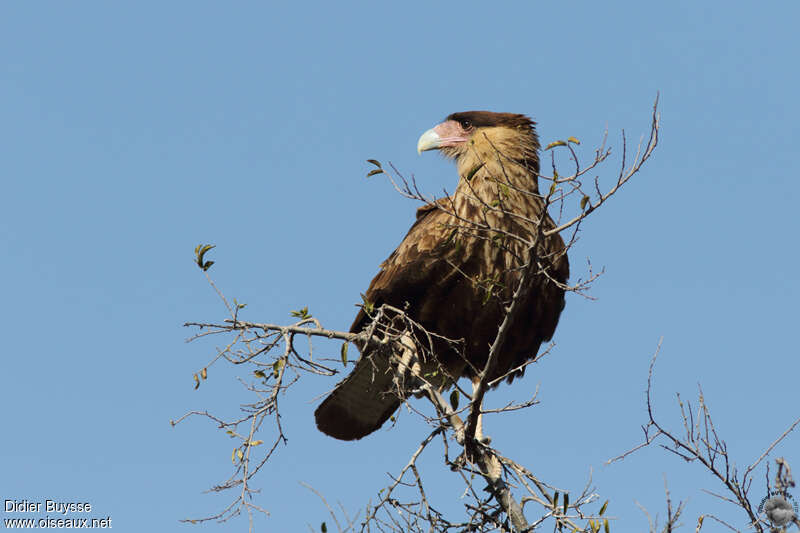 Crested Caracaraimmature, identification