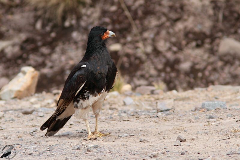 Mountain Caracaraadult, identification